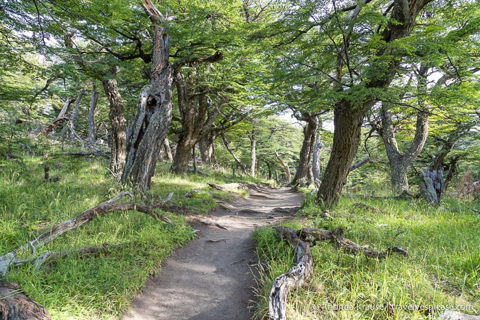 Trail in the forest.