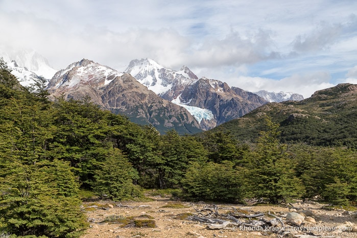 Glacier covered mountain overlooking a forest.