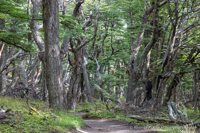 Trail in the forest.