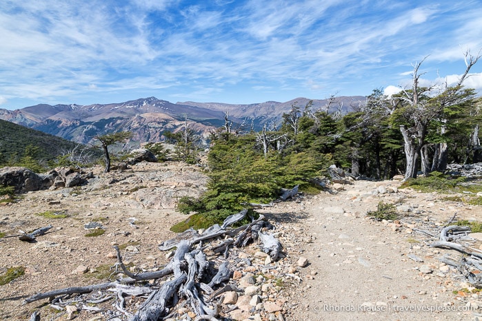 Trail leading into a forest with mountains in the background.