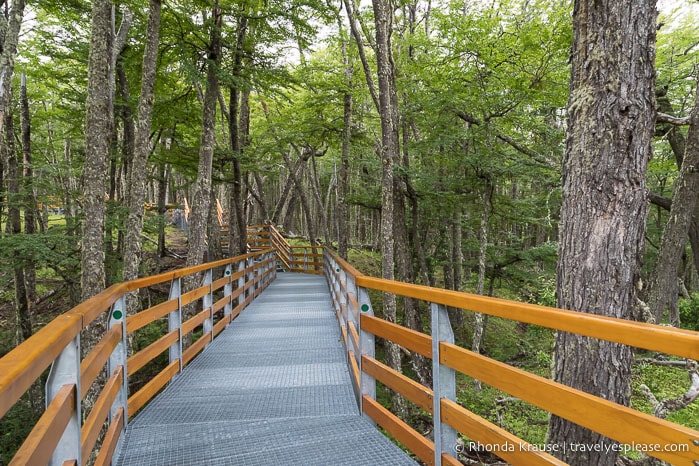 The green trail weaving through the forest.