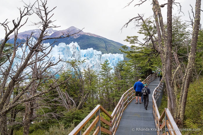 Elevated walkway with views of the glacier through the trees.