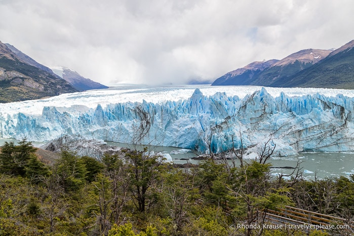 Trees with the glacier in the background.