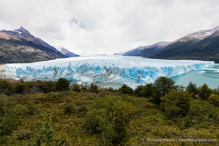 Looking over the treetops at a sprawling view of Perito Moreno Glacier.