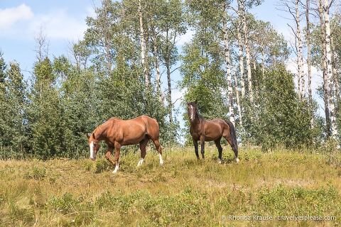 Horses in the forest near Sundre, Alberta.