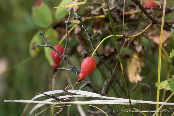 Rose hips.