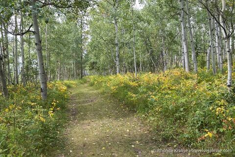 Trail at the Snake Hill Recreation Area in Sundre.