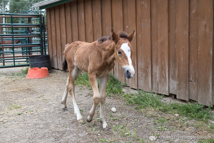 Foal at the Wild Horses of Alberta Society.