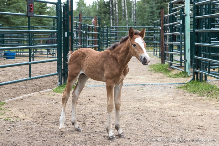 Foal at the Wild Horses of Alberta Society.