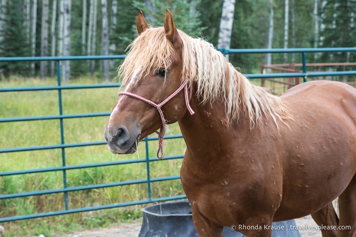 Horse at the Wild Horses of Alberta Society.