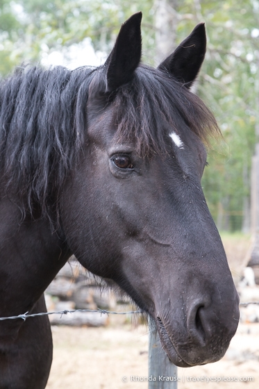 Close up of a horse at the Wild Horses of Alberta Society.