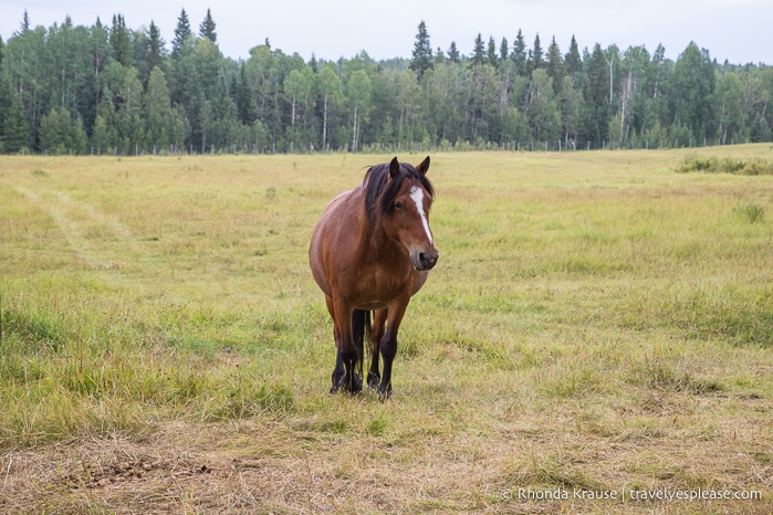 Wild horse near Sundre, Alberta.