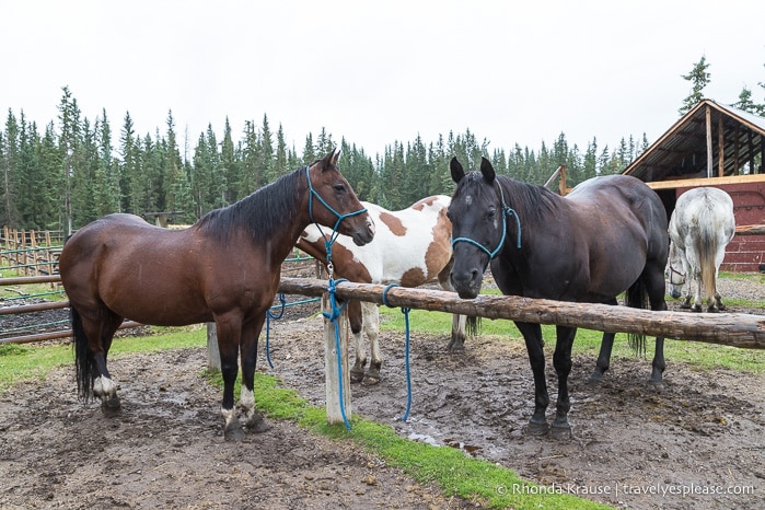 Horses at Cabin at Sunset Guiding and Outfitters.