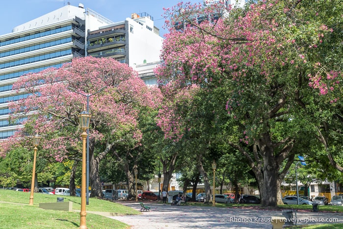 Pink blossoming trees in a park in Buenos Aires.