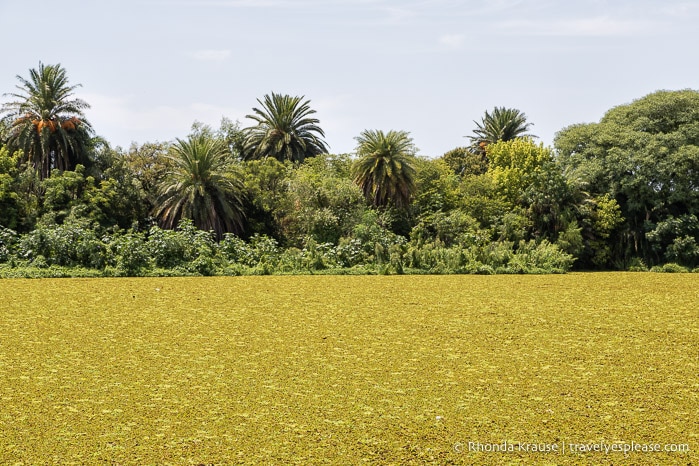 Trees and wetlands at Reserva Ecologica Costanera Sur.