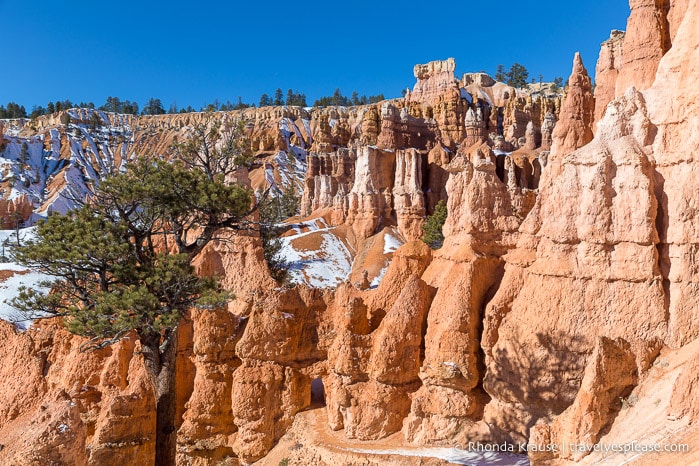 Hoodoos along Queen's Garden Trail.