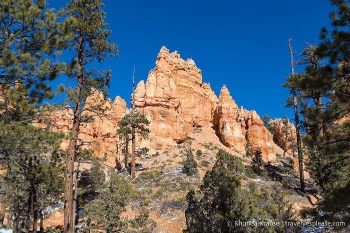 Hoodoos and evergreen trees.