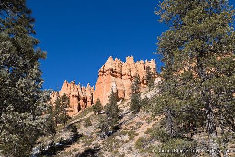 Hoodoos and trees in the canyon.