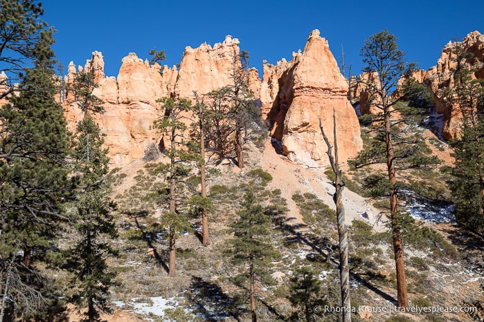 Hoodoos and evergreen trees.