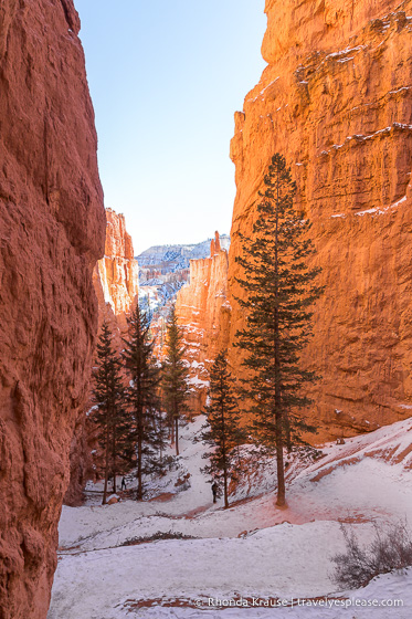 Rock walls framing Navajo Loop Trail.