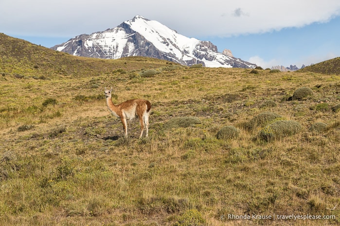 Guanaco in Patagonia.