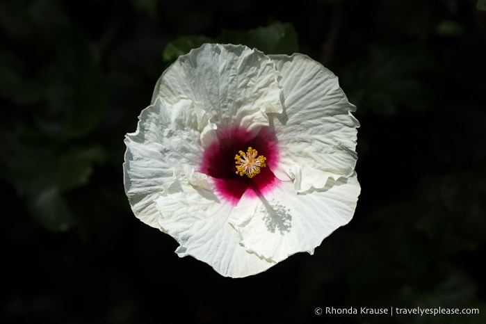 White flower with a pink centre.