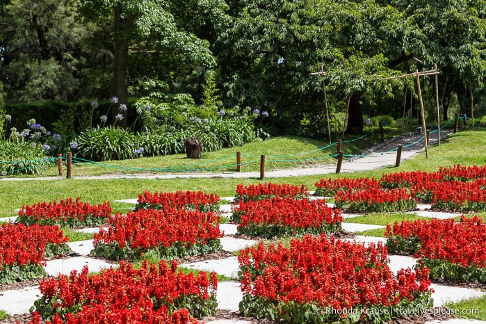 Red flowers beside a path.