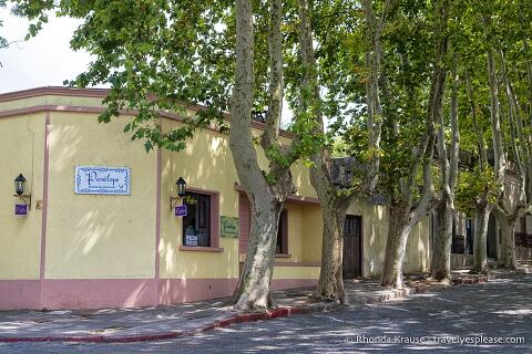 Tree-lined street in Colonia del Sacramento.