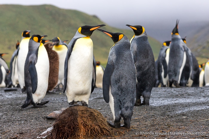 King penguins in South Georgia.