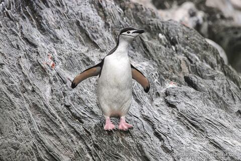 Chinstrap penguin on a sloped rock face.