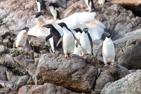 Adelie penguins on a rock.