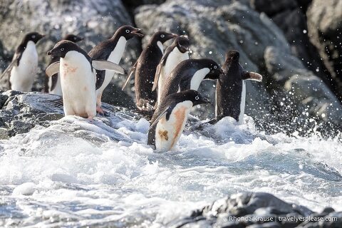 Adelie penguins getting splashed by waves on the shore.
