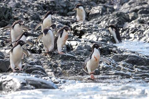 Adelie penguins running into the water.