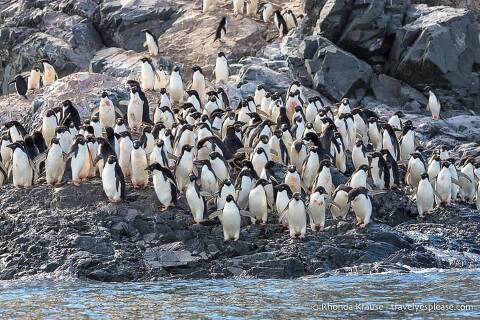 Big group of Adelie penguins on rocks down by the water.