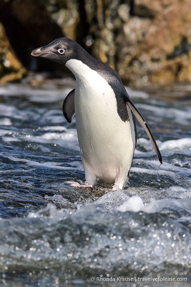 Adelie penguin walking in the water.
