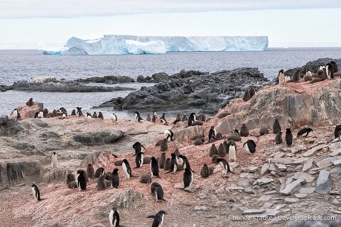 Colony of Adelie penguins in front of an iceberg.