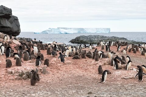 Adelie penguin colony with an iceberg in the background.