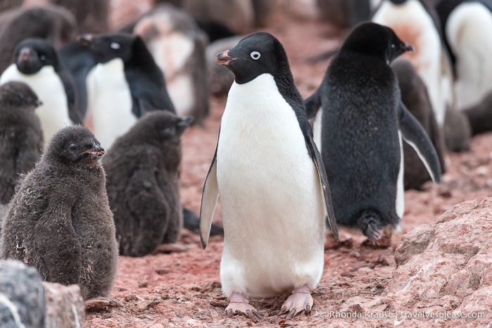 Adelie penguins and chicks.