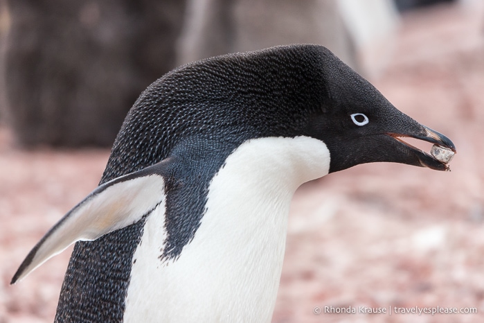 Adelie penguin carrying a rock with its beak.