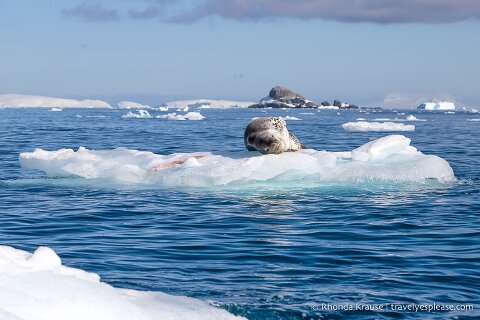 Leopard seal floating on ice.