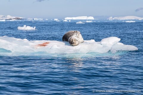 Leopard seal floating on ice in Antarctica.