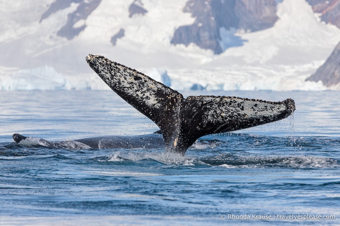 Whale showing its fluke while swimming.