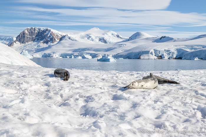Seals sleeping on the snow.