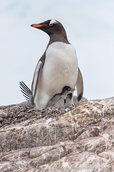 Gentoo penguin nesting with chicks.