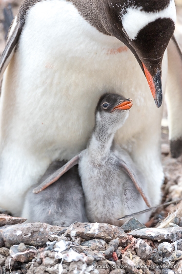 Gentoo penguin nesting with chicks.