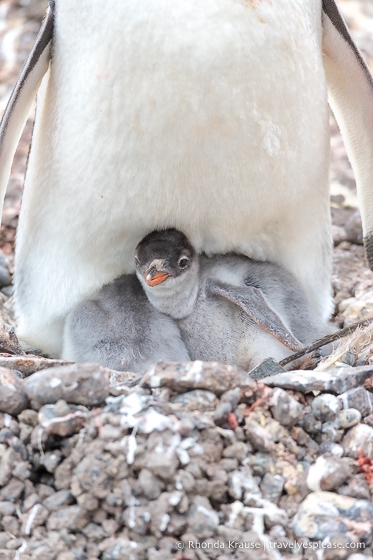Gentoo chicks in the nest.