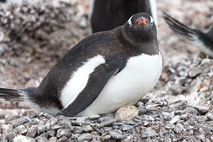 Gentoo penguin laying on an egg.