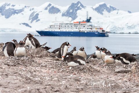 Gentoo penguins with an Antarctica cruise ship in the background.