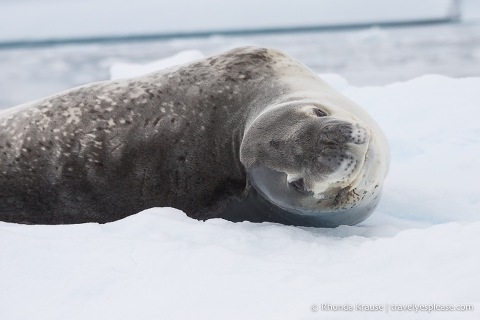 Leopard seal.
