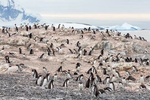Colony of gentoo penguins on a rocky beach.